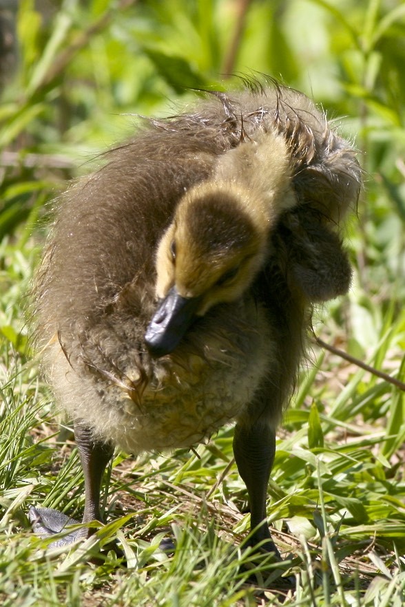 Canada Goose - Vickie Baily
