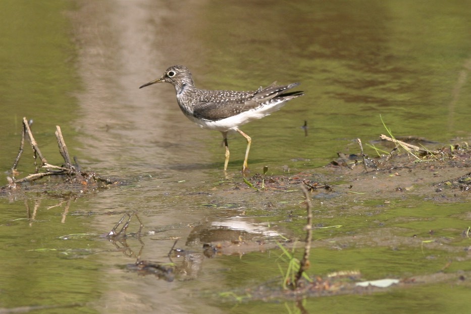 Solitary Sandpiper - Vickie Baily