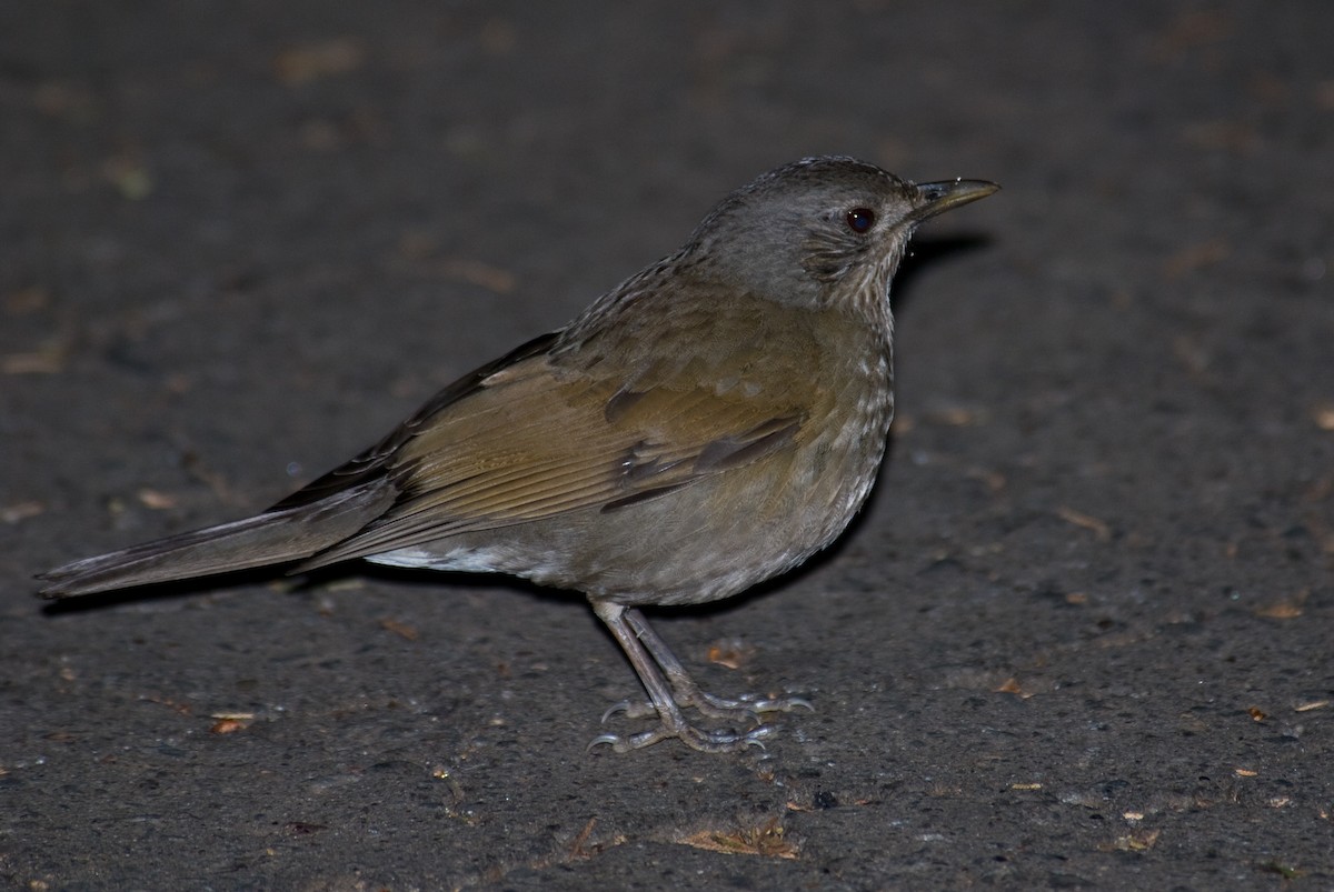 Pale-breasted Thrush - ML90822171