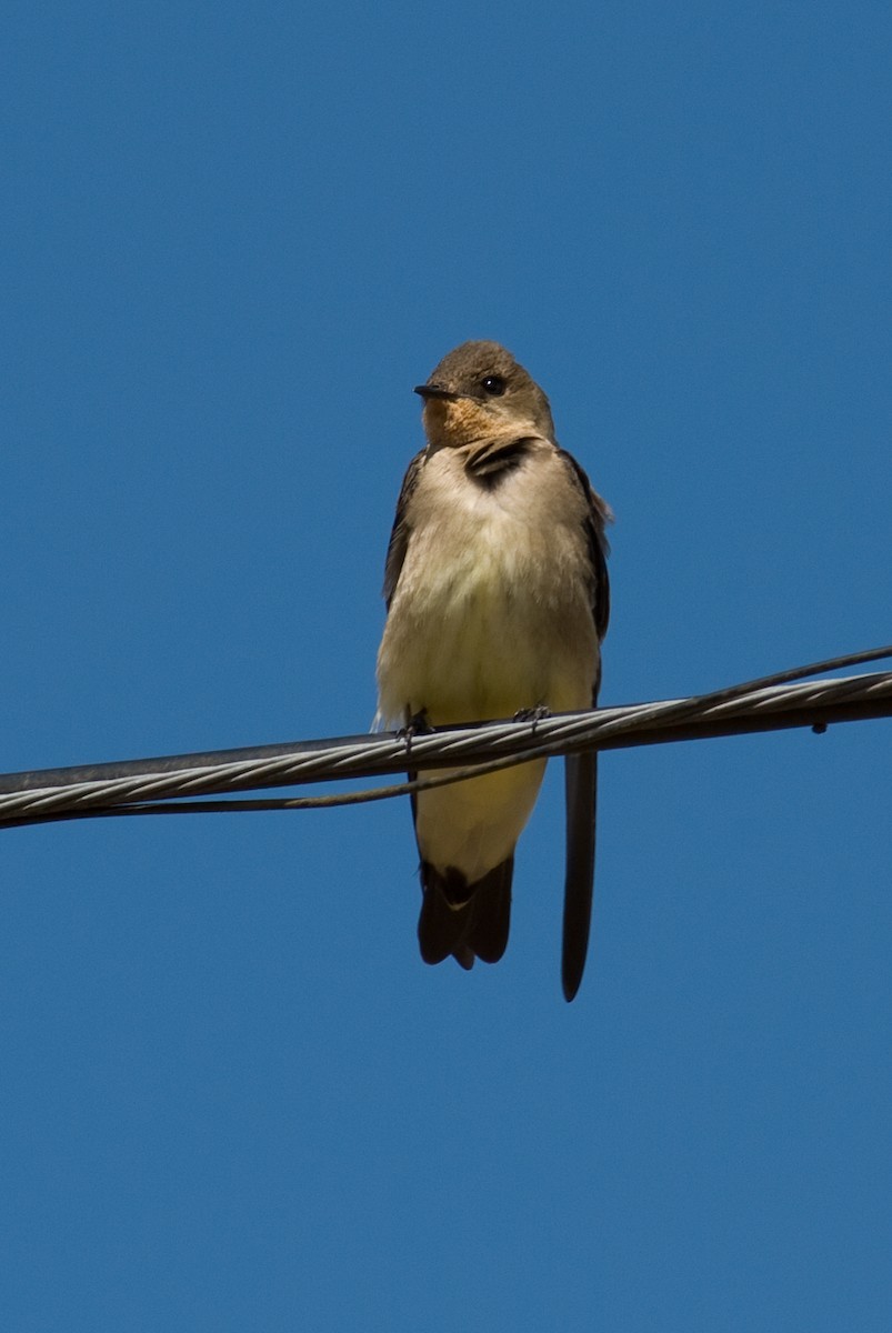 Southern Rough-winged Swallow - Stephen Davies