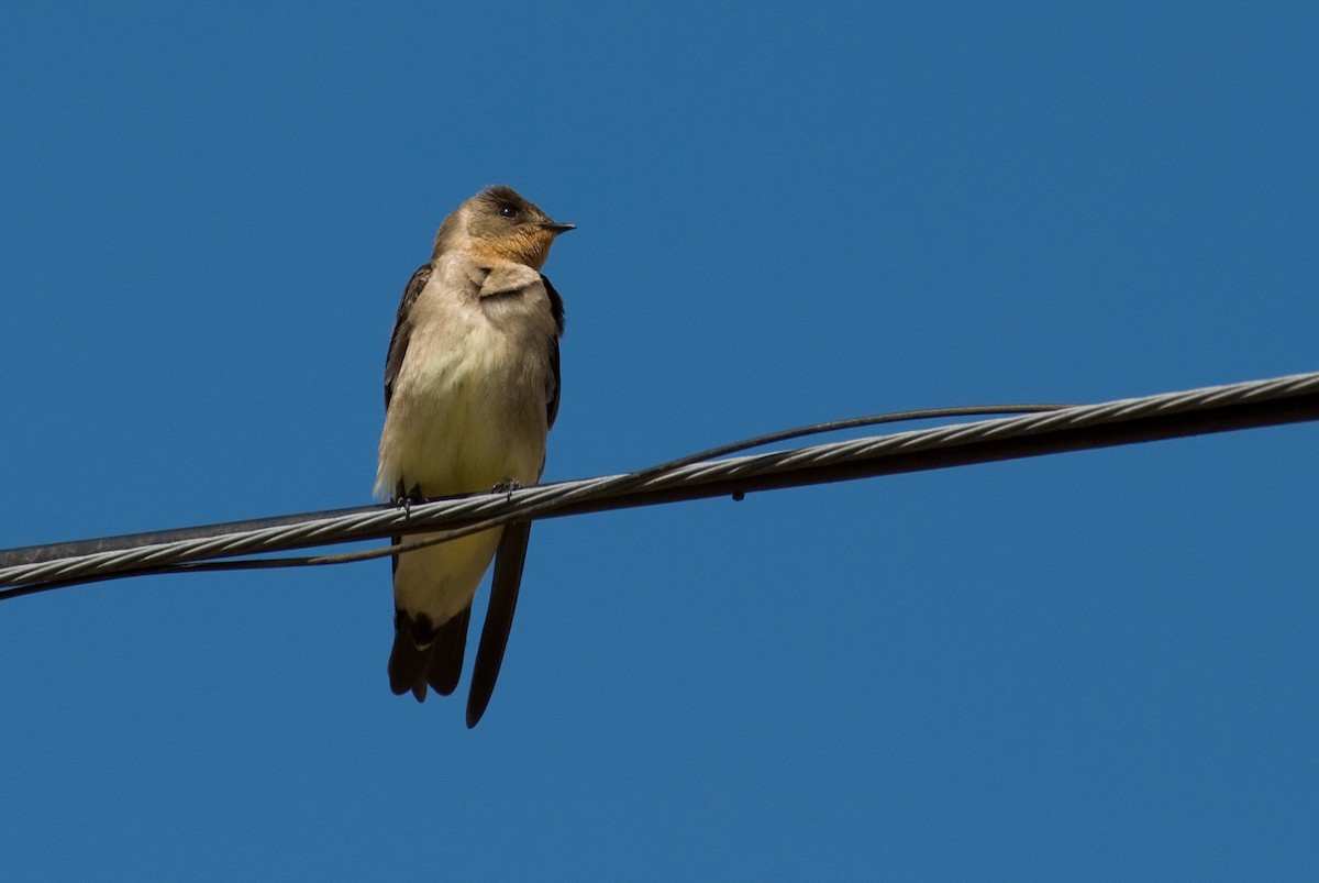 Southern Rough-winged Swallow - ML90822211