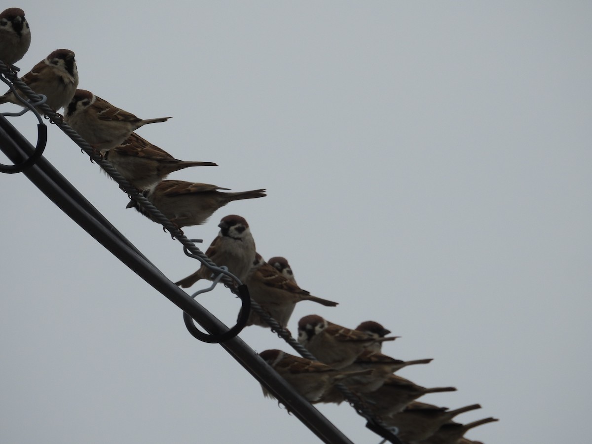 Eurasian Tree Sparrow - Mike Coulson