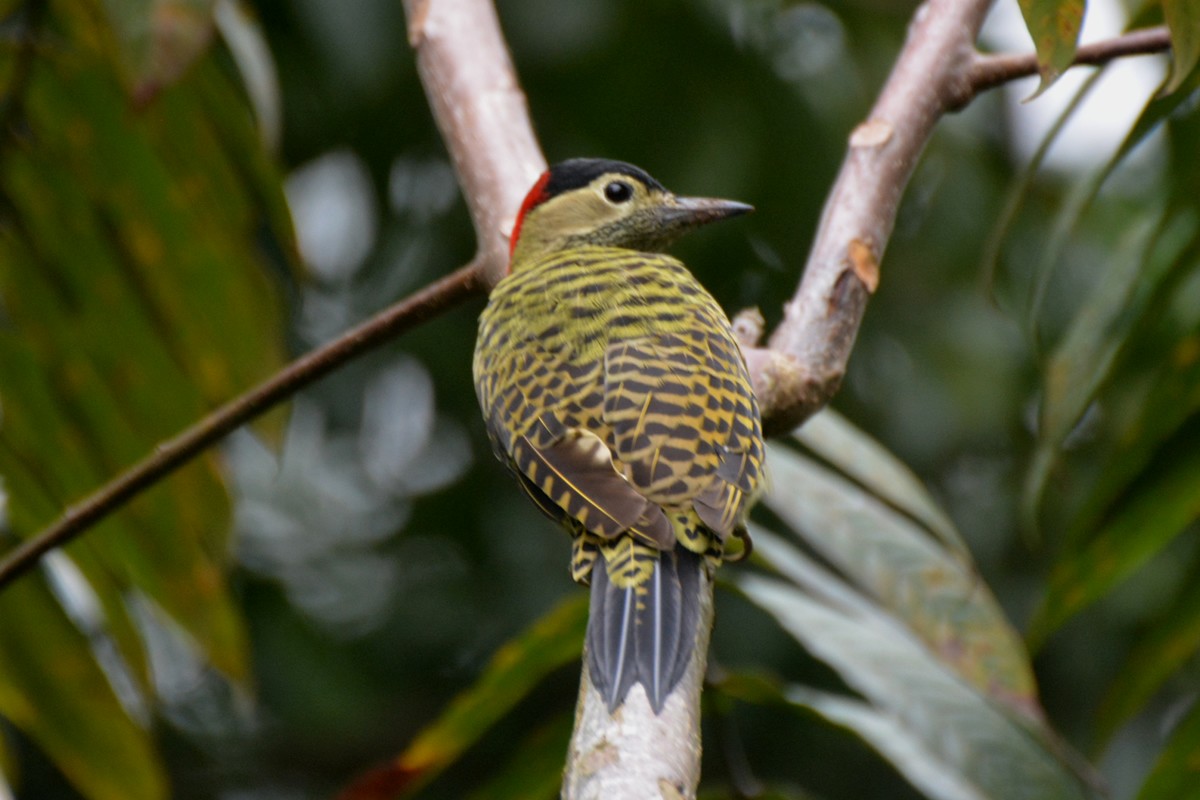 Green-barred Woodpecker - ML90823521