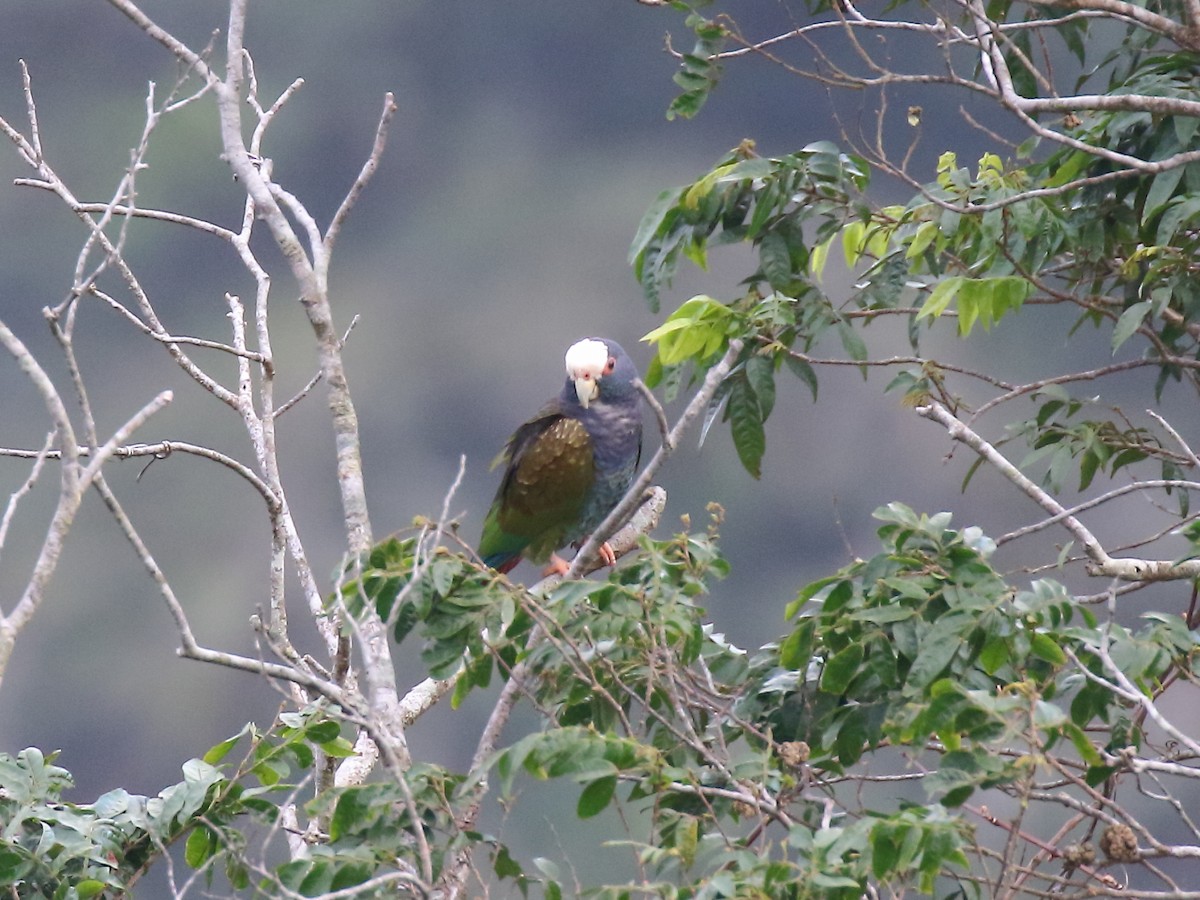 White-crowned Parrot - ML90824971
