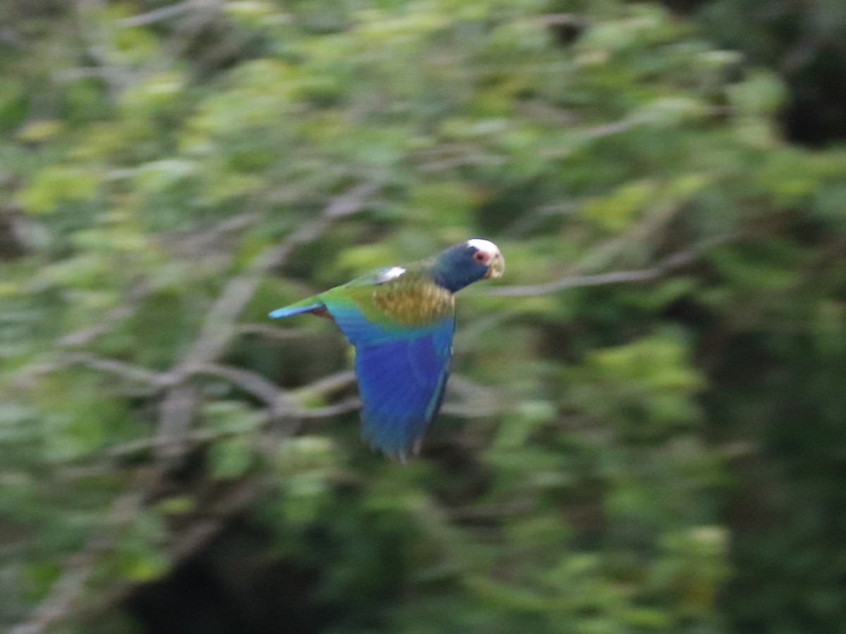 White-crowned Parrot - ML90824981