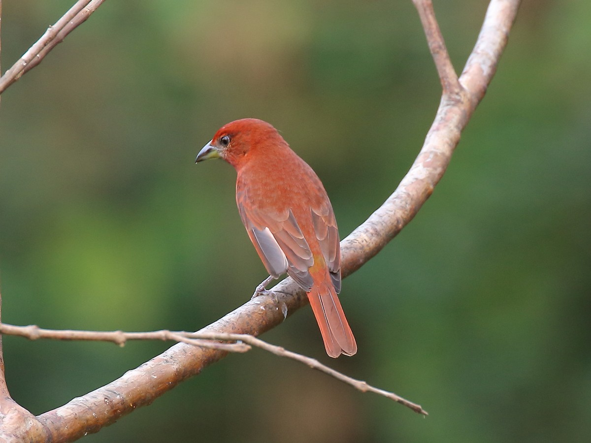 Hepatic Tanager - ML90825041