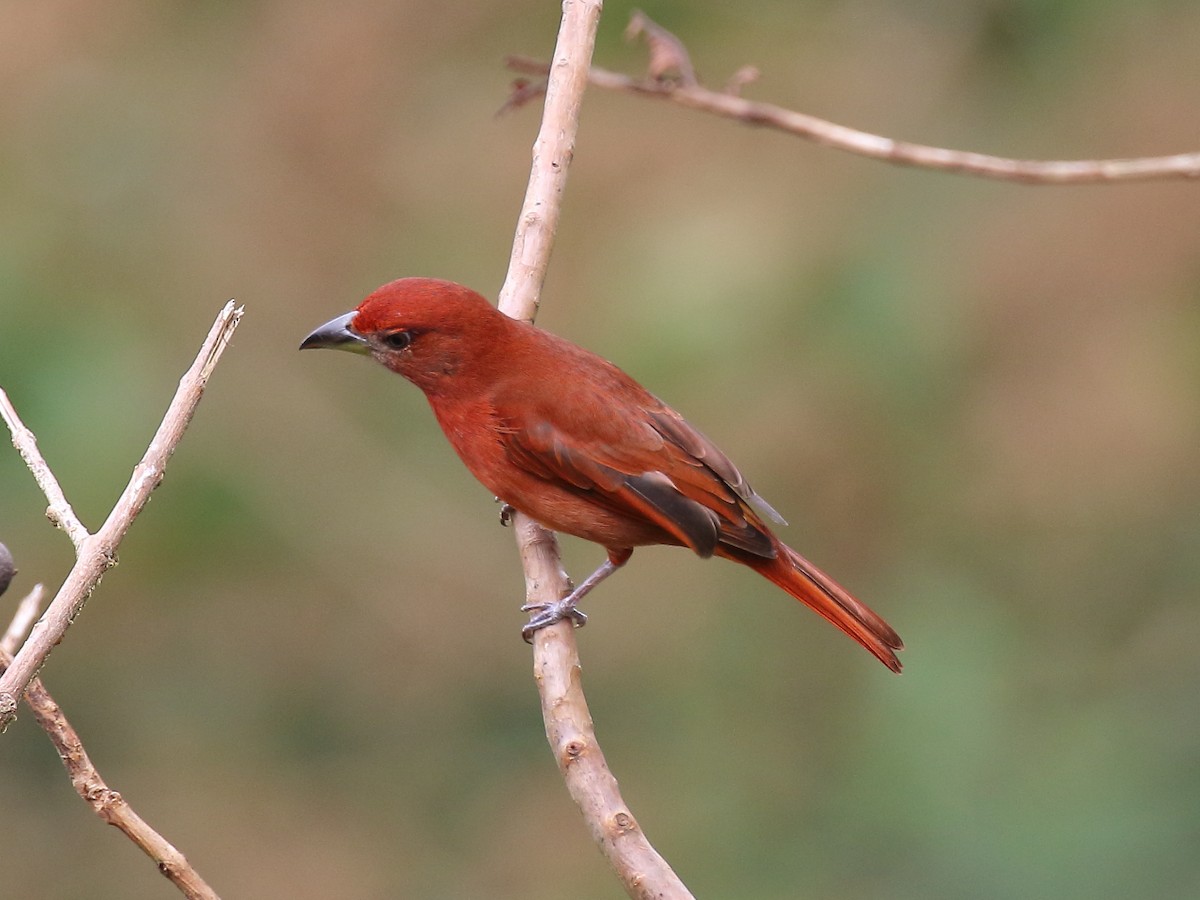 Hepatic Tanager - ML90825071