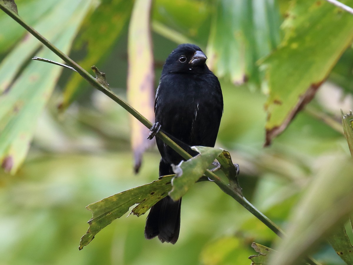 Variable Seedeater - ML90825111