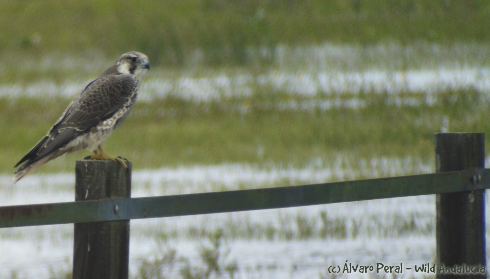 Peregrine Falcon (Tundra) - ML90825201