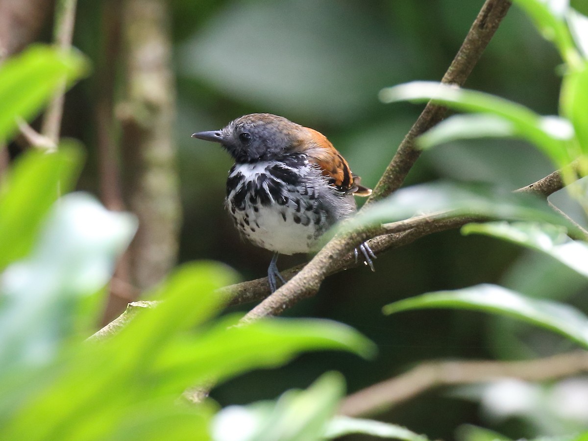 Spotted Antbird - ML90825641