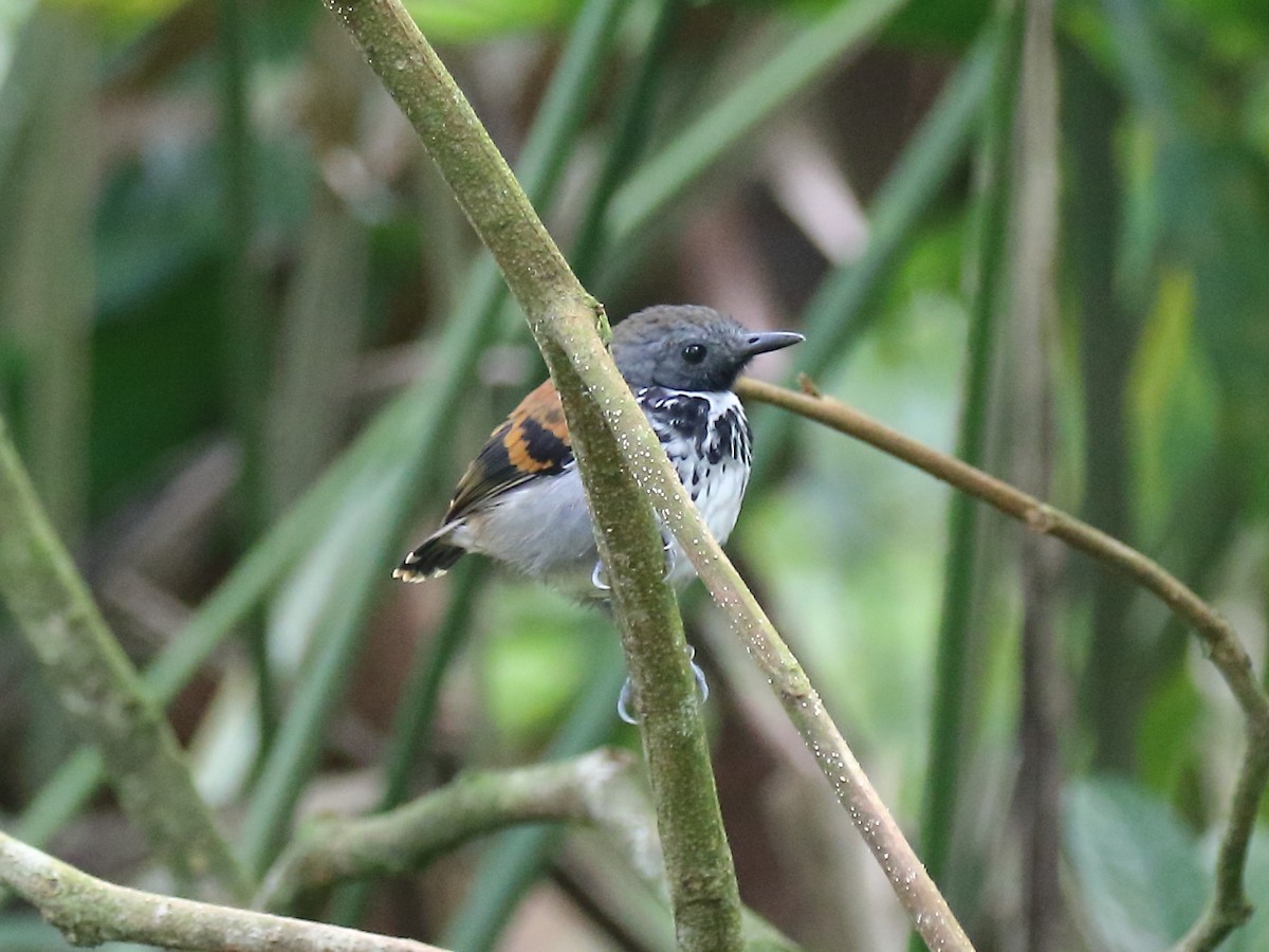 Spotted Antbird - ML90825661