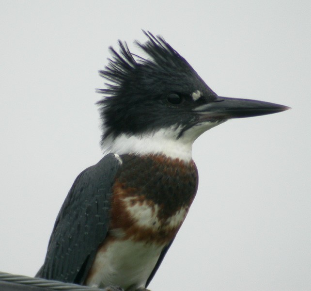 Belted Kingfisher - ML90828441
