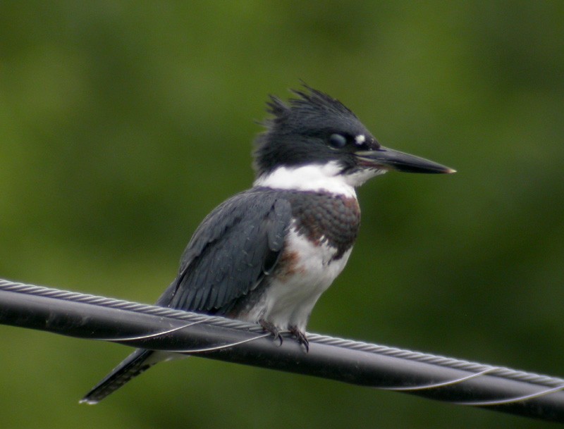 Belted Kingfisher - Jay Gilliam