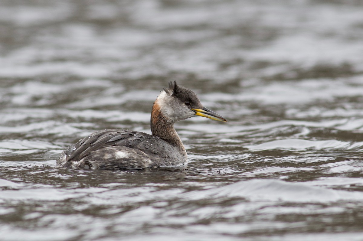 Red-necked Grebe - ML90828821