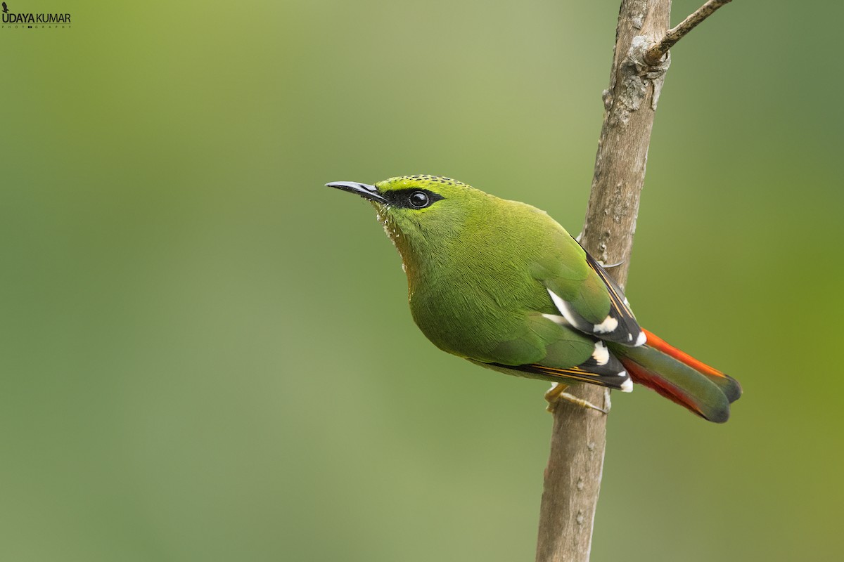 Fire-tailed Myzornis - ML90829871