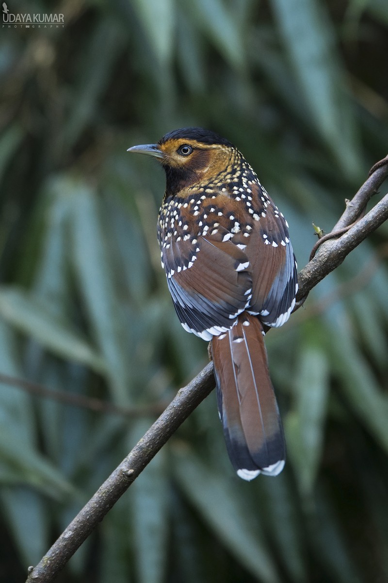 Spotted Laughingthrush - ML90829951