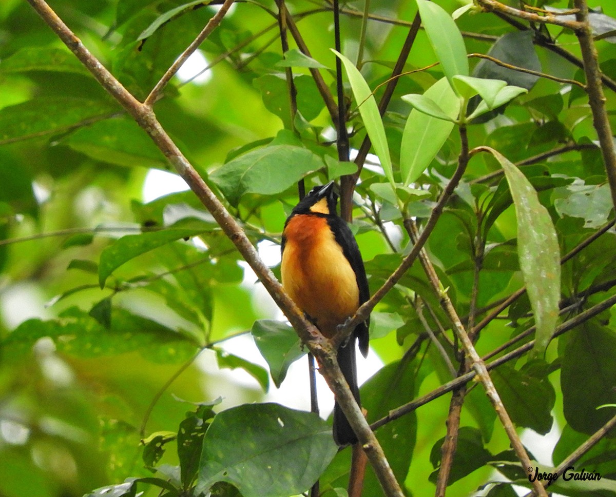 Yellow-crested Tanager - ML90831091