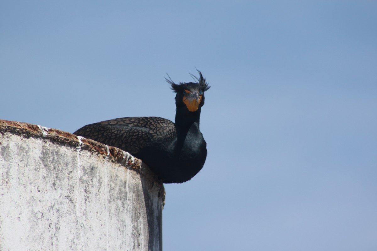 Double-crested Cormorant - Greg Whittaker
