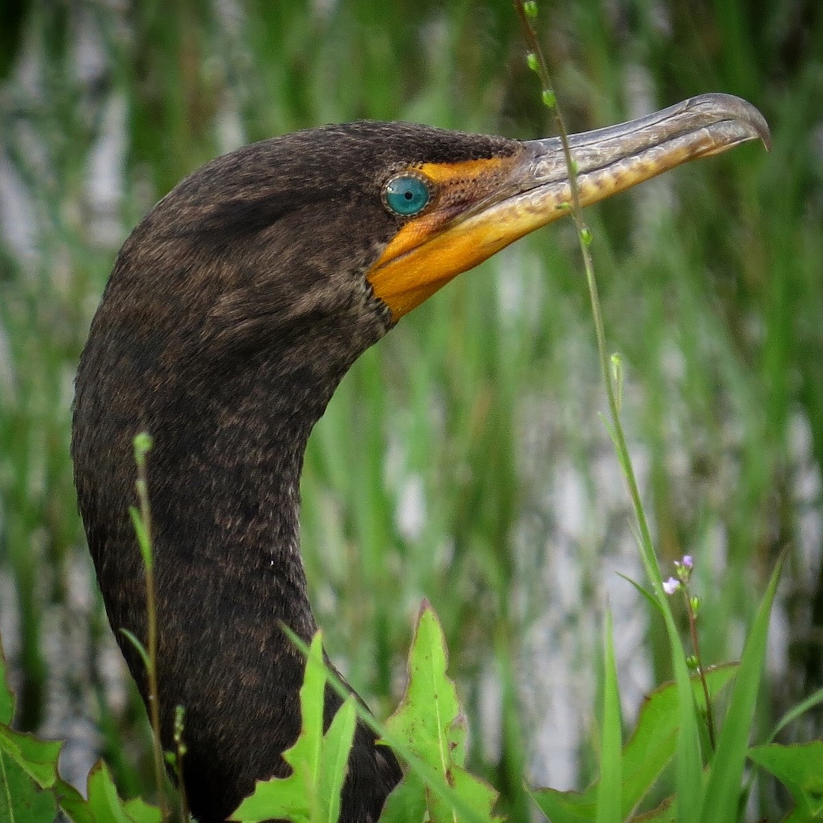 Double-crested Cormorant - Holly Cox