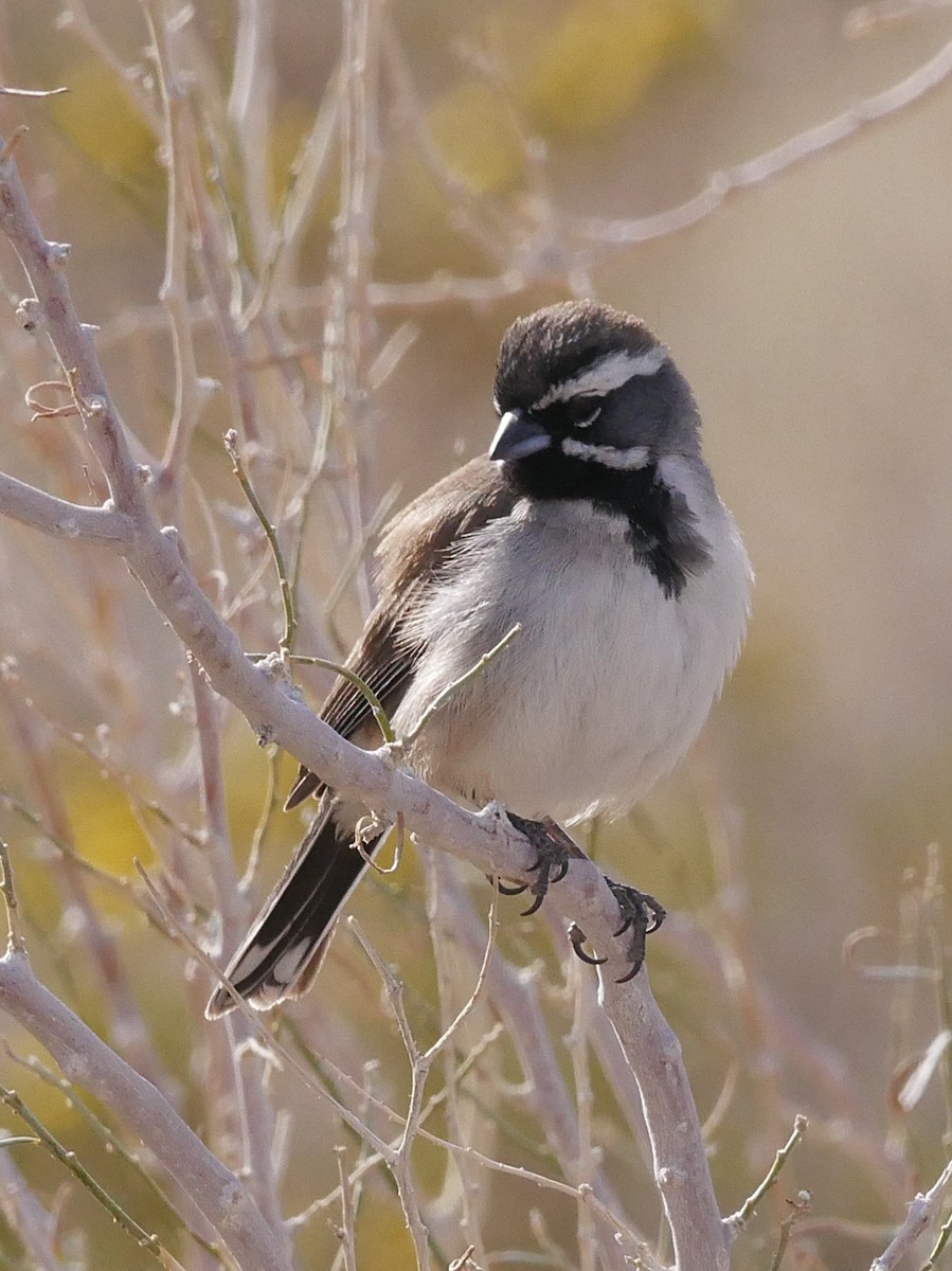 Black-throated Sparrow - Chris Wills