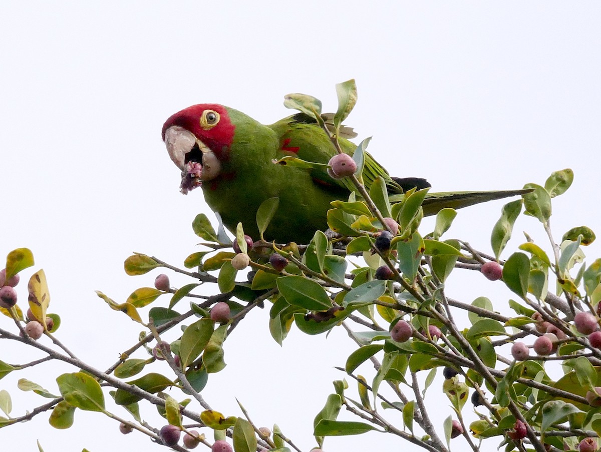 Red-masked Parakeet - Chris Wills