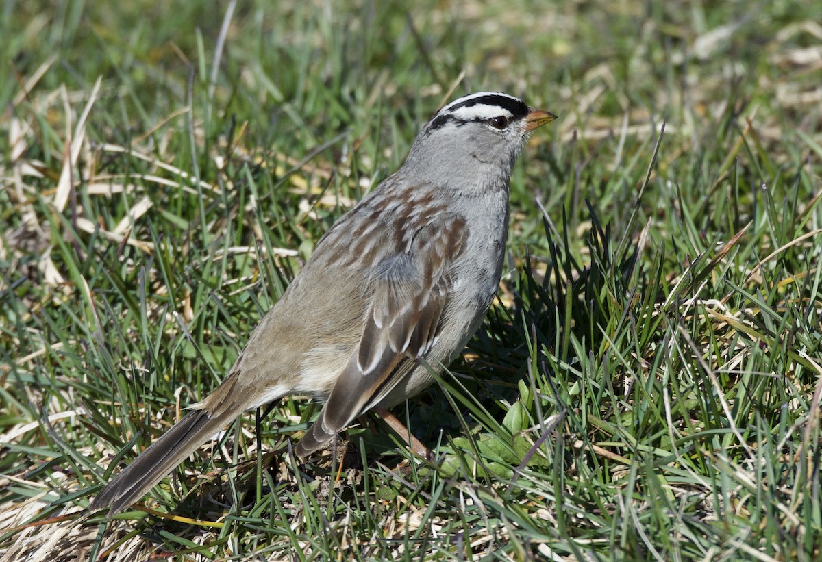 White-crowned Sparrow - ML90843191