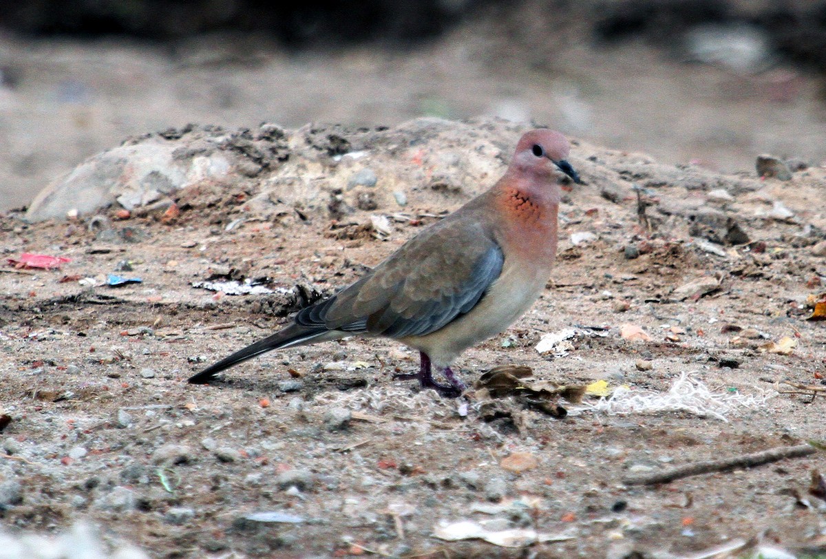 Laughing Dove - ML90847111