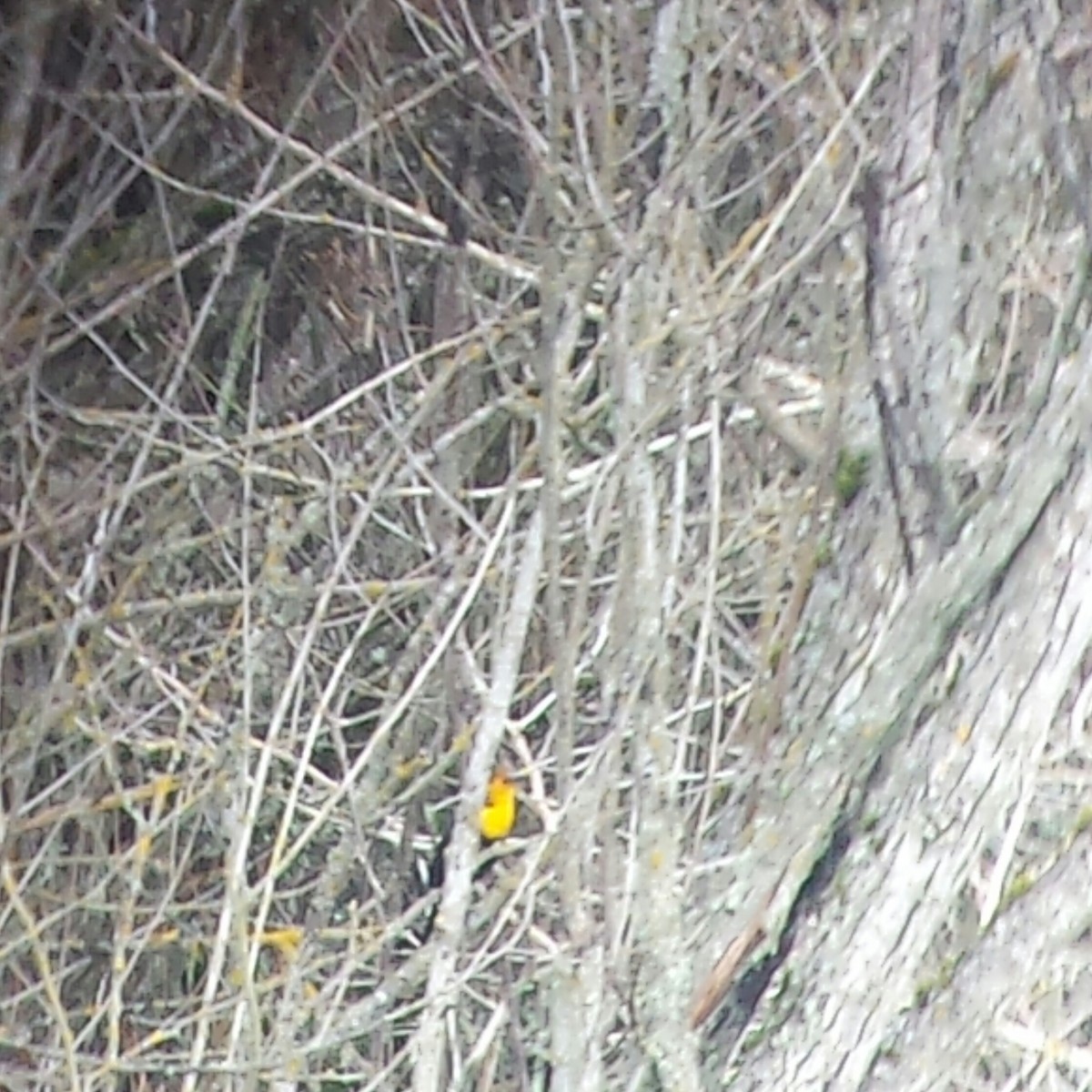 Yellow-headed Blackbird - Ken W. Brown