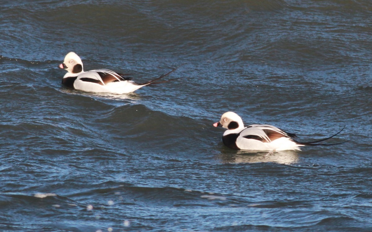 Long-tailed Duck - ML90853101