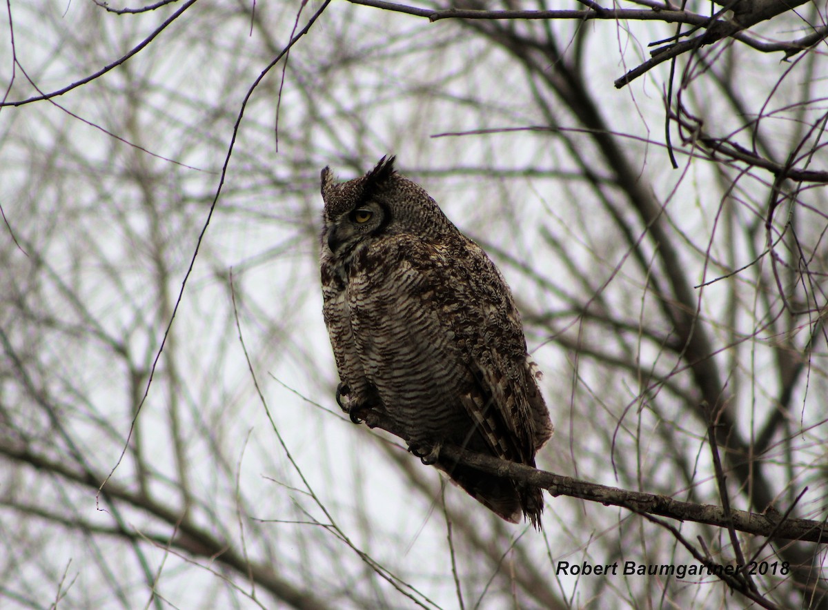Great Horned Owl - ML90853901