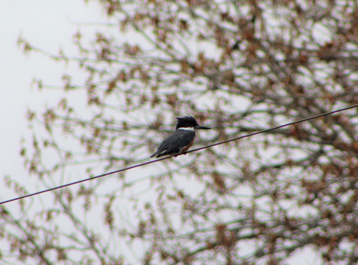 Belted Kingfisher - ML90854991