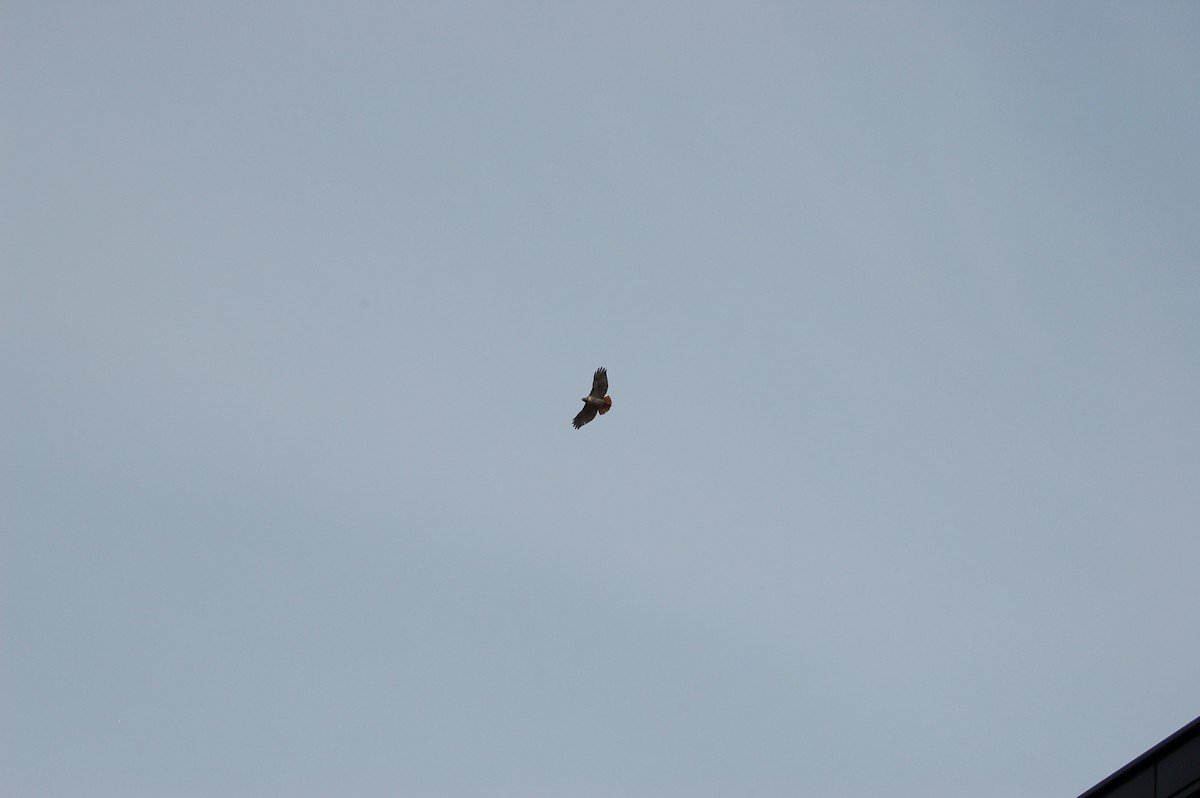 Red-tailed Hawk - ML90856211