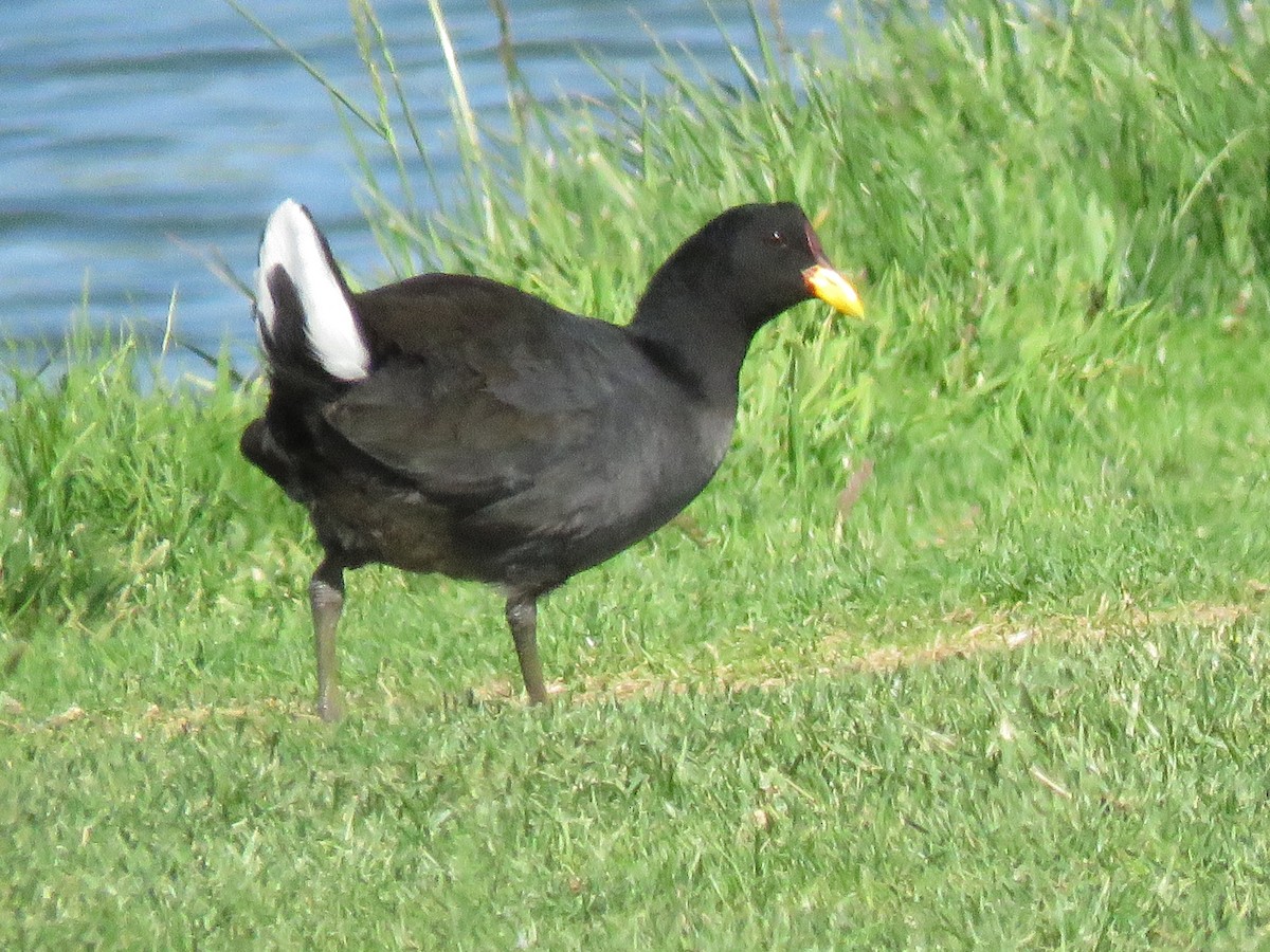 Red-fronted Coot - ML90856661