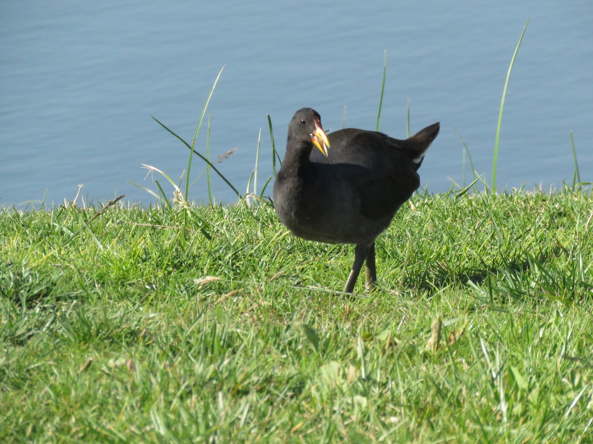 Red-fronted Coot - ML90857831