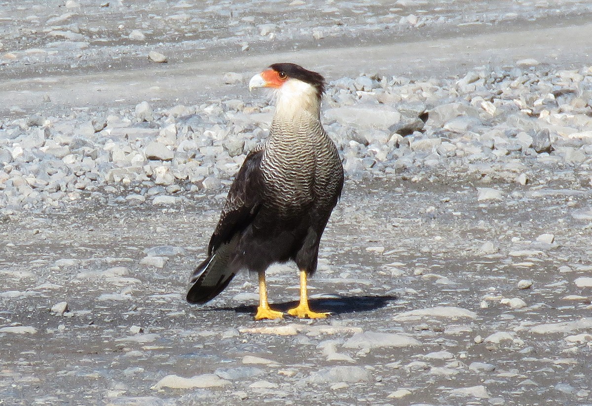 Crested Caracara (Southern) - ML90864971
