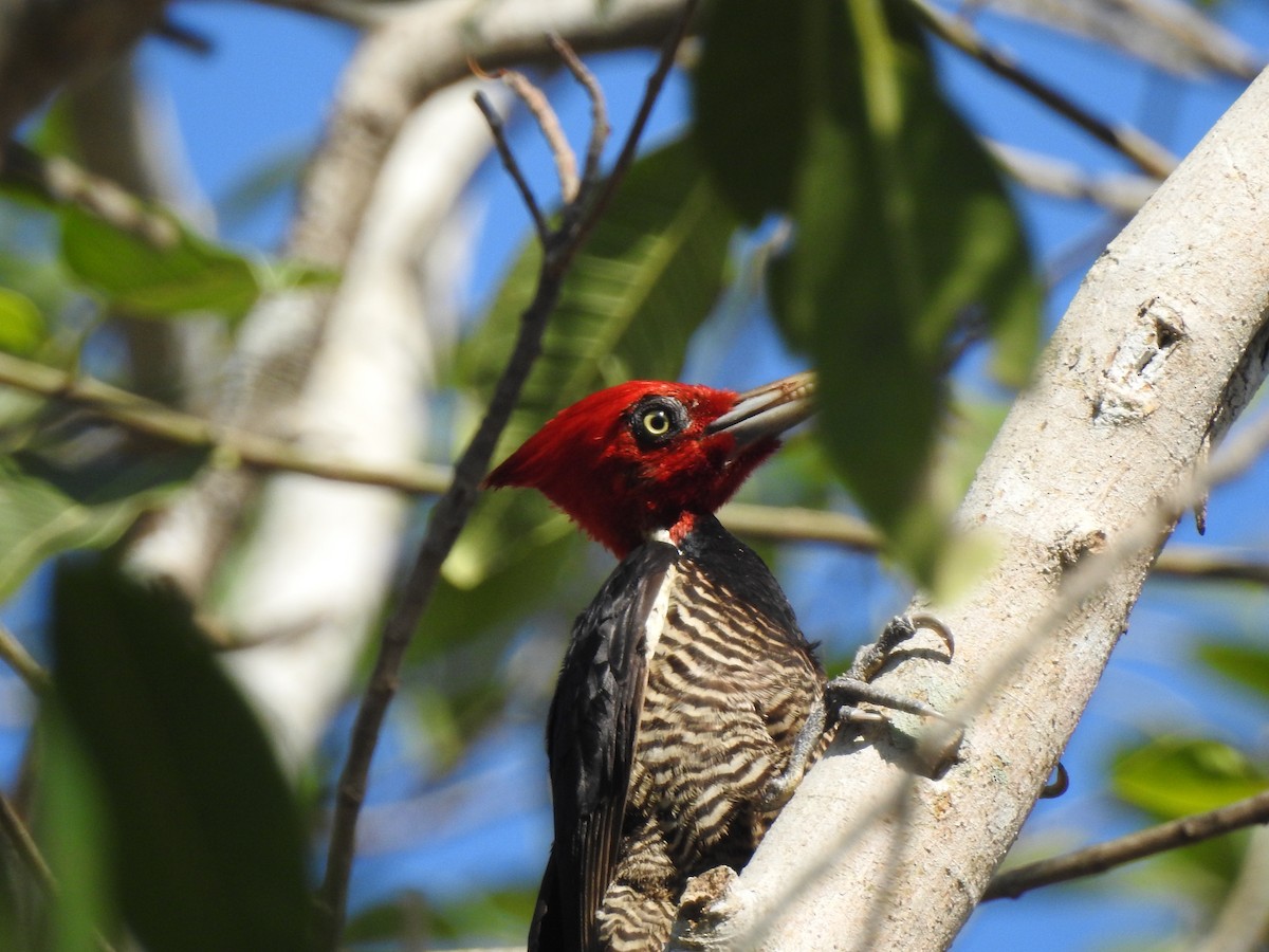 Pale-billed Woodpecker - Edward Jordan
