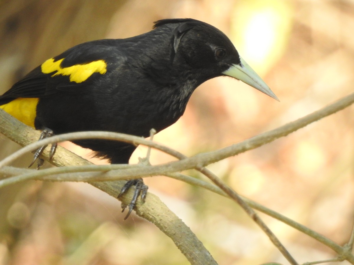 Yellow-winged Cacique - ML90868551