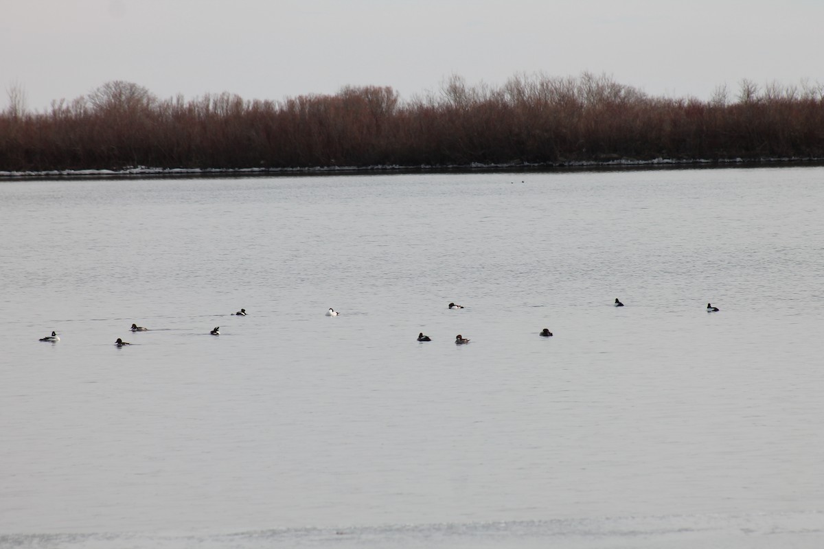 Greater Scaup - ML90868961