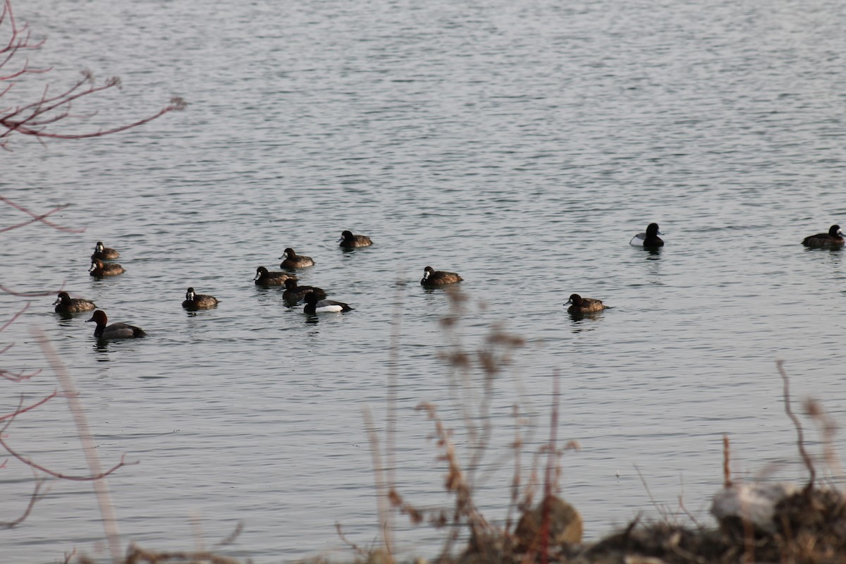 Greater Scaup - ML90869001