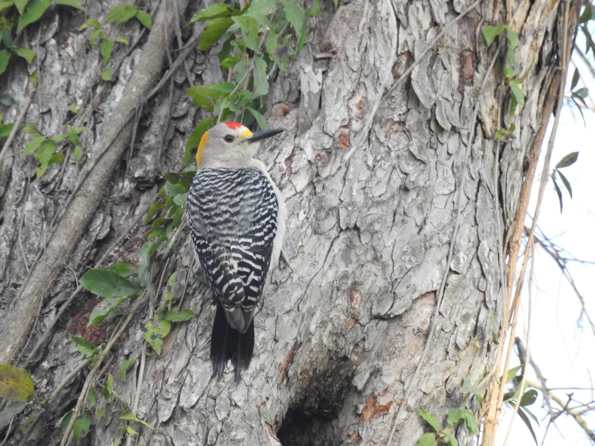 Golden-fronted Woodpecker - ML90870141