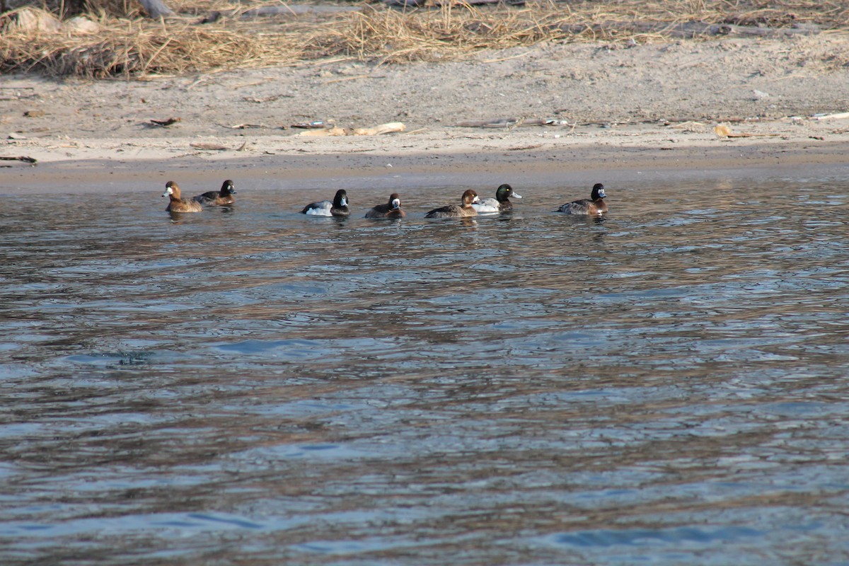 Greater Scaup - ML90870671