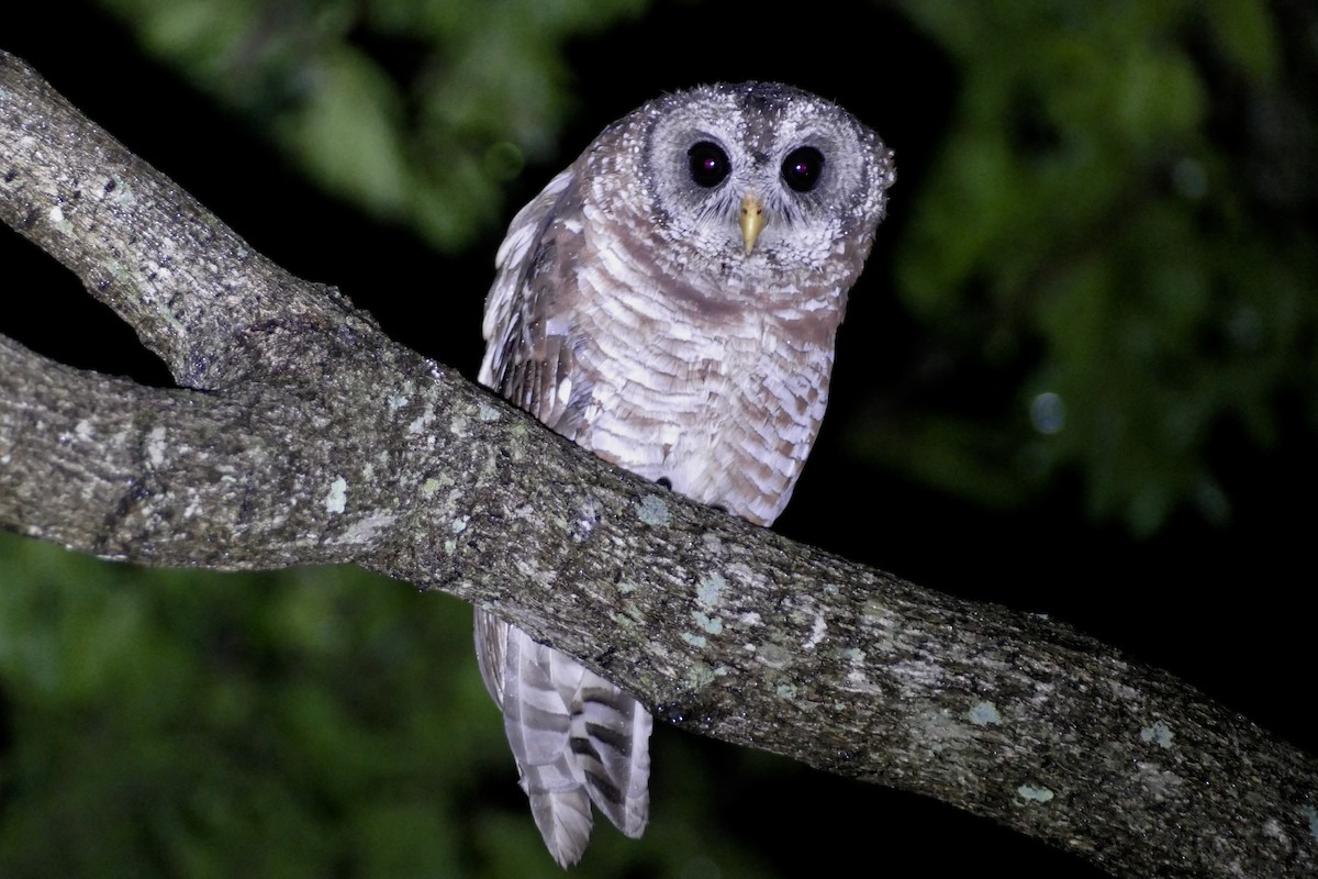 African Wood-Owl - ML90871411