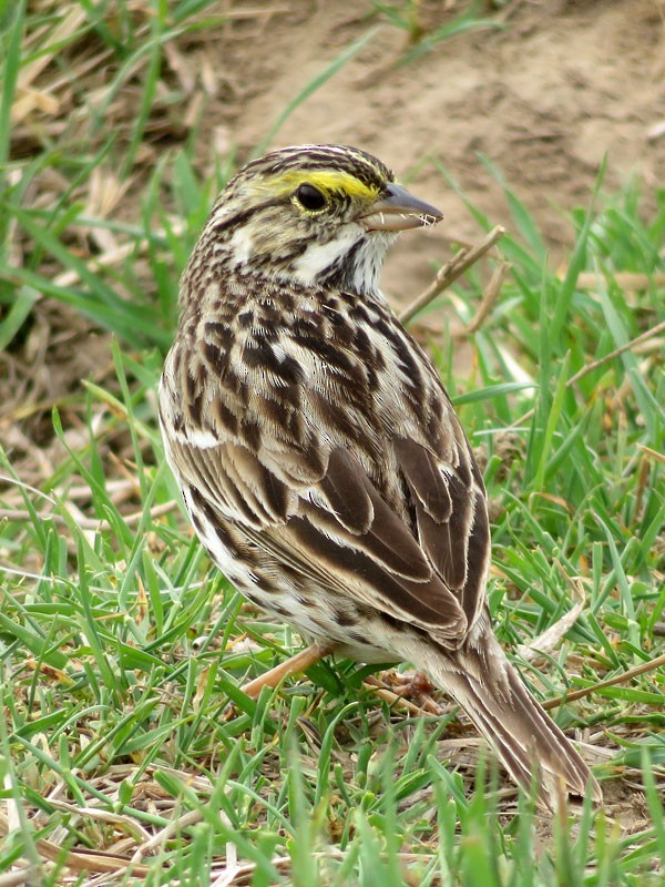 Savannah Sparrow (Belding's) - ML90871651