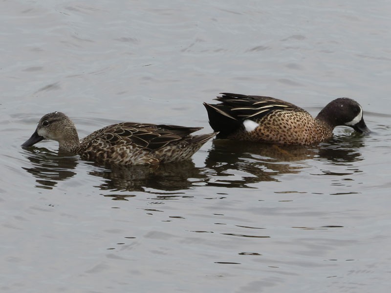 Blue-winged Teal - ML90872561