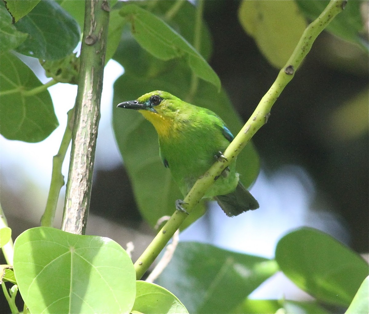 Yellow-throated Leafbird - ML90874801