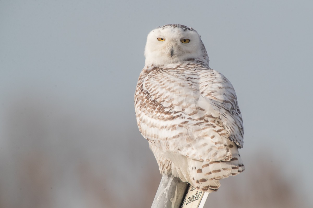 Snowy Owl - Brendan Klick