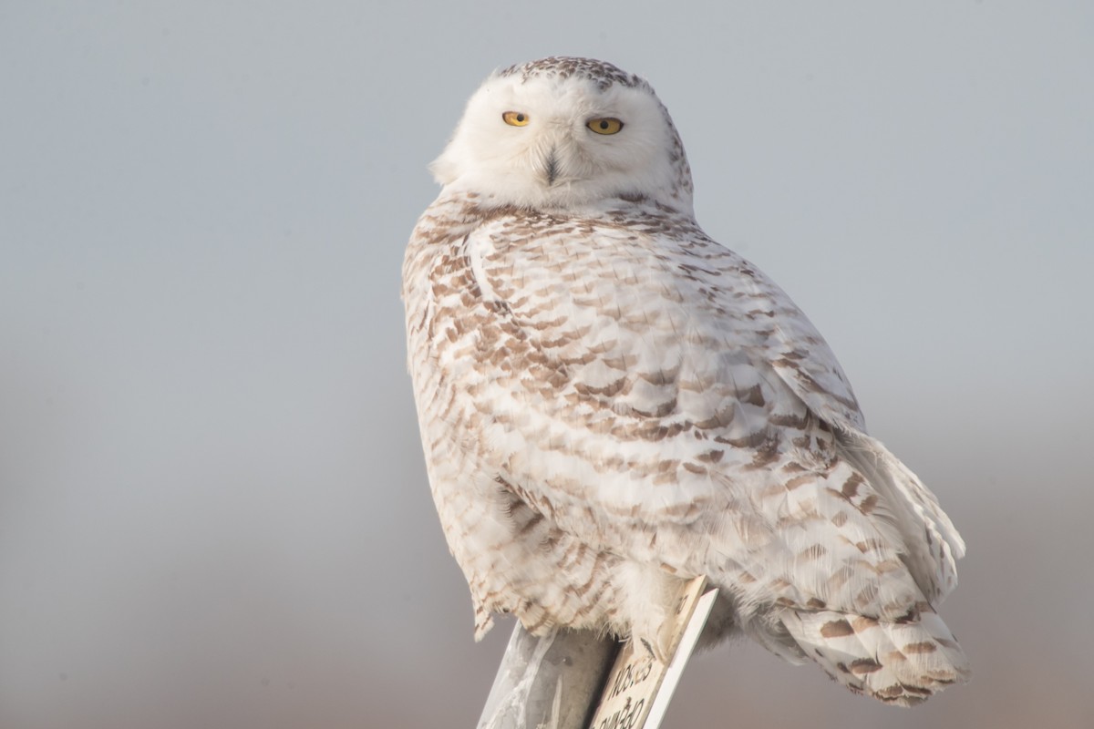 Snowy Owl - Brendan Klick