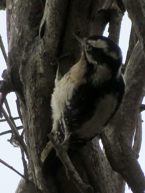 Downy Woodpecker (Pacific) - Kat Avila