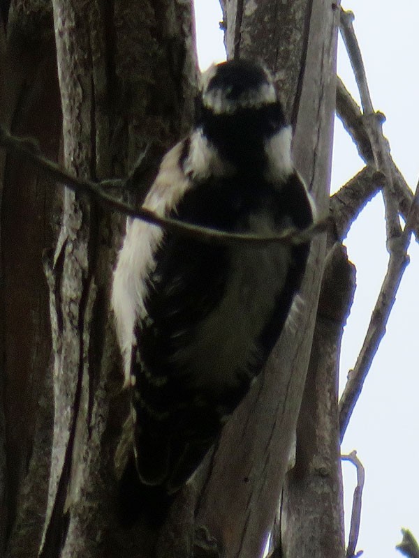 Downy Woodpecker (Pacific) - ML90875951