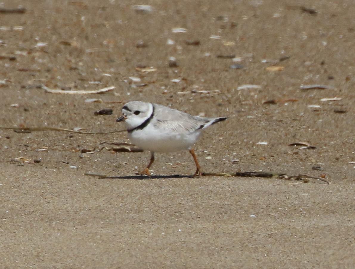 Piping Plover - ML90878511